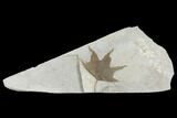 Fossil Sycamore Leaf (Platanus) - Green River Formation, Utah #117989-1